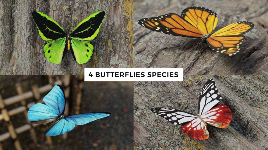 蝴蝶3D模型 Butterfly Realistic 3D Model Pack